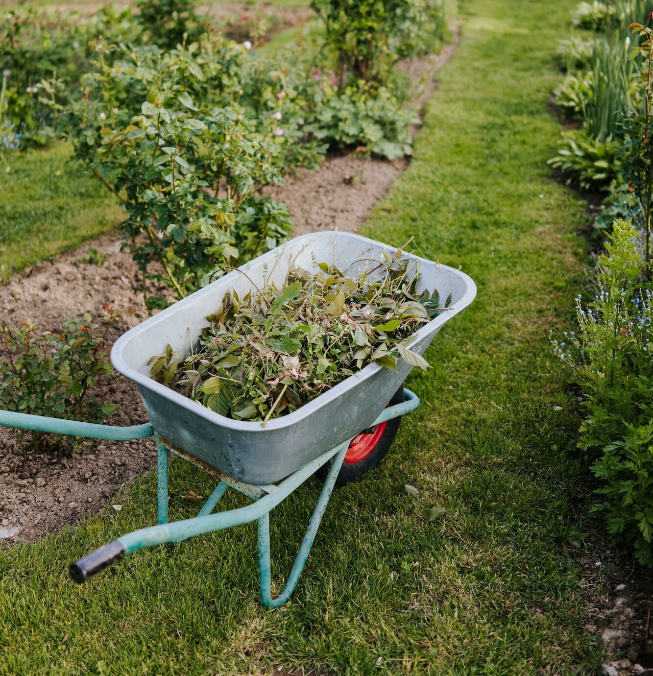 Wheelbarrow full of branches